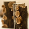 Several pieces of tree branches rest on a pale surface. Only the one in the foreground is in focus. They are all harbouring slightly curled, disk-like pale brown dried mushrooms on their surface.