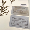 A small fragment of a plant specimen with long thin leaves sits next two bluish labels. The top label has patches of brownish discolouration, and the bottom label is a uniform blue. The top label has small, neat handwriting with the collector's name, the date and the collecting locality, and the lower label has the same collecting information and the species name in large, scrawled handwriting.