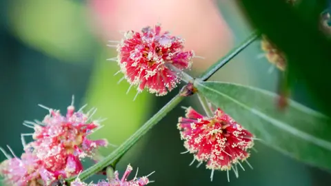 Scarlet Wattle 2