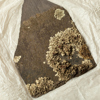 A leafy, pale green lichen spreading over the bottom-right corner of a grey slate tile rests on a creased sheet of white paper.