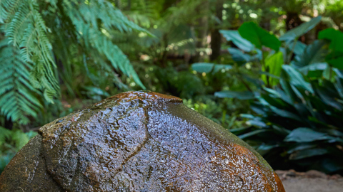 RBG Melbourne Fern Gully Donor Event 44