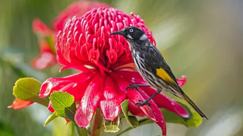 New Holland Waratah 0002
