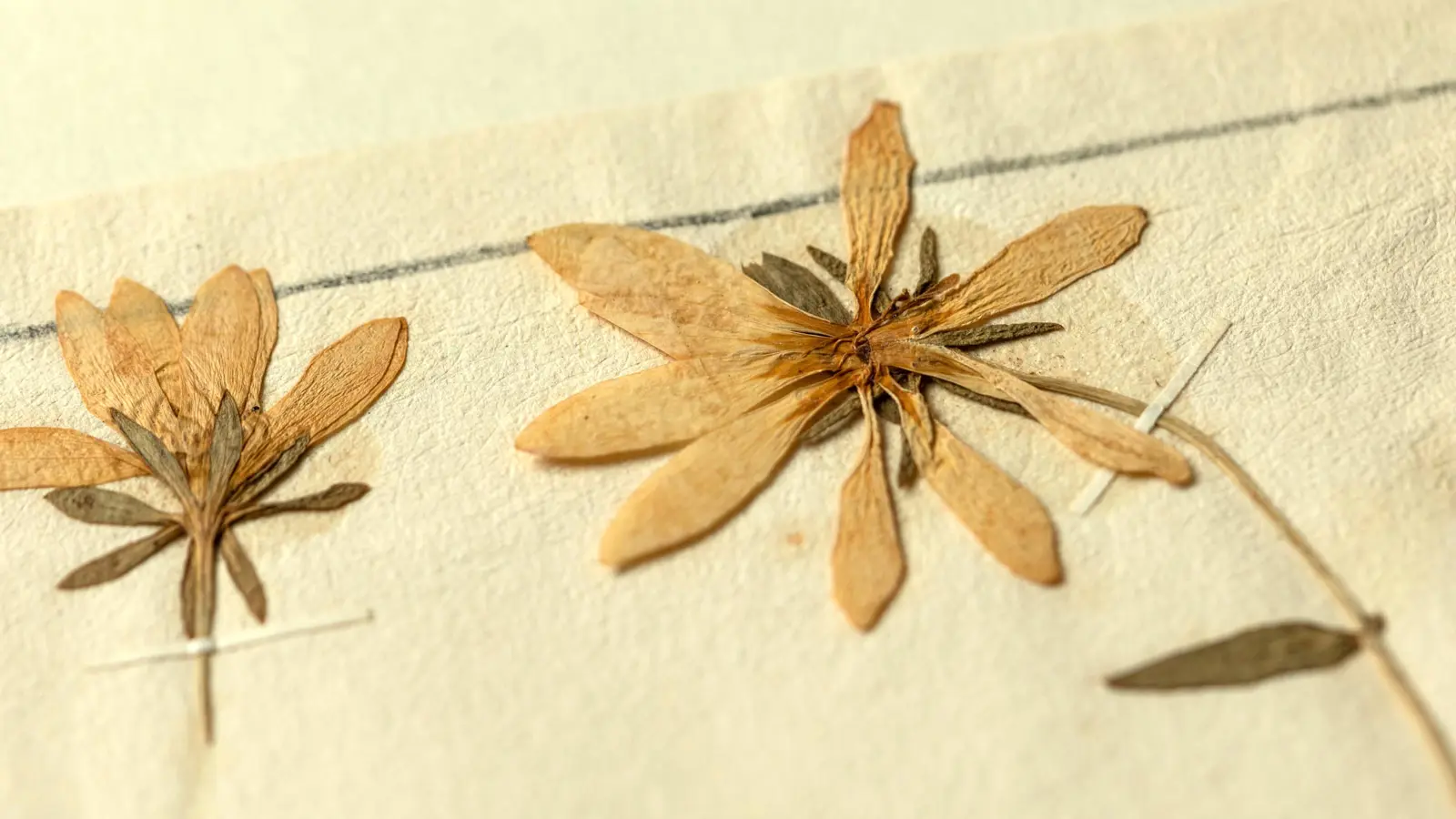 Two pressed and dried flowers with yellow petals and olive green bracts. They are attached to old yellowing textured paper with thin strips of cream-coloured gummed paper. 