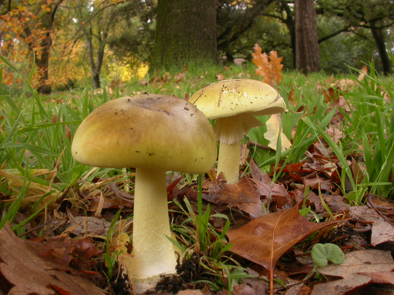Death Cap Royal Botanic Gardens Victoria Death Cap Royal Botanic Gardens Victoria