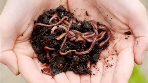 Worm Photo