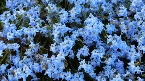 Lechenaultia Biloba 'Blue Lechenaultia'