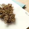 An intricately branched, coralline, three-dimensional mass of pale brown lichen rests on a piece of white card. A number is written on the top right corner of the card.