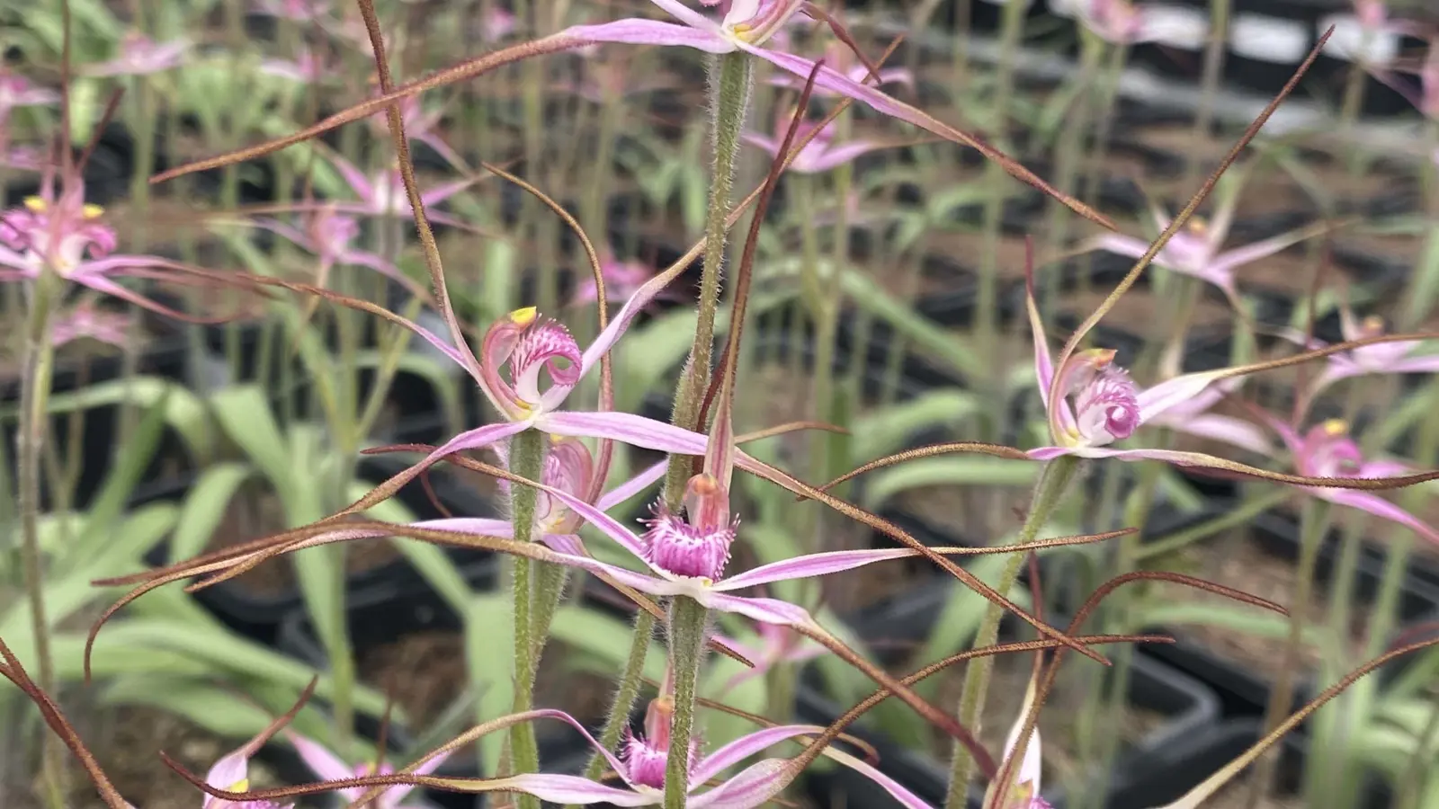 Caladenia rosella