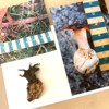 A shrivelled fungal specimen sits on a white card next to two images of the same fungus pre-collection. In the photos the fungus has a white, bulbous base with a red and black star-like tip. A ruler and leaf litter are also visible in the photographs. The specimen has dried out to a yellow-brown, and the tip has turned completely black, its points now curling at the ends.