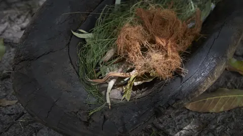 RBG Melb January 2019 964