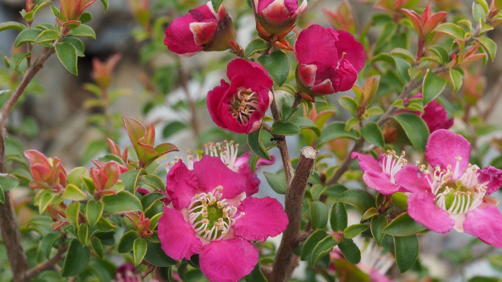 Cultivar Garden | Royal Botanic Gardens Victoria
