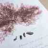 A finely branching red algae attached to a sheet of white card. Three small pieces of rocky substrate are attached to the sheet below the alga. Handwitten notes in pencil record details of where and when the alga was collected.