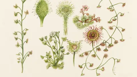 Library Artwork Drosera