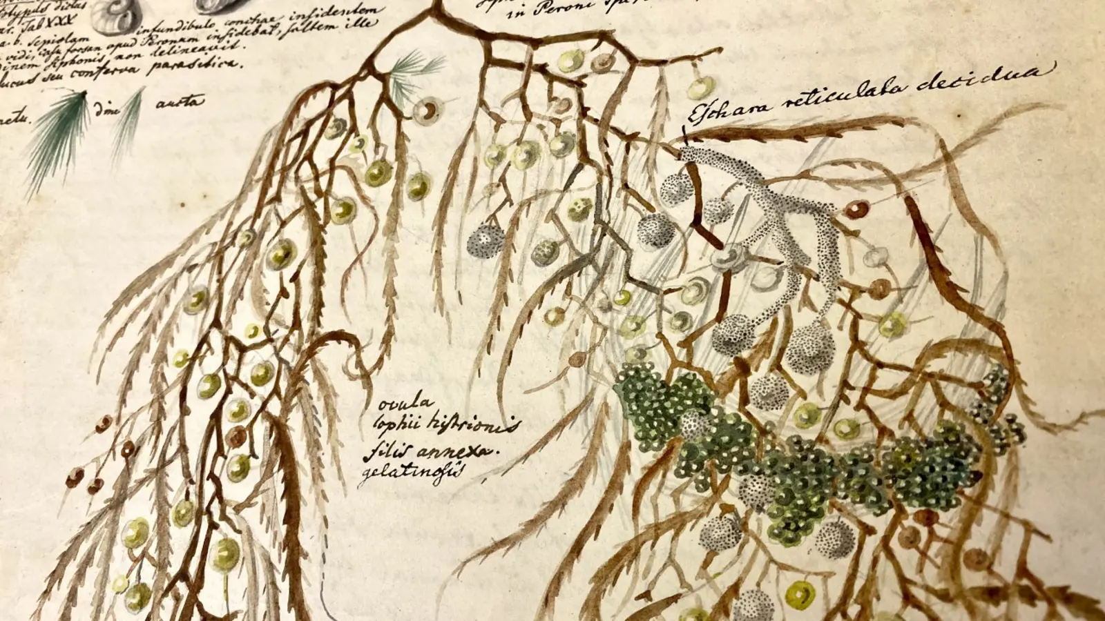 A detailed watercolour painting of a many-branched seaweed, surrounded by cursive annotations. The seaweed is adorned with many frond and pearl-like appendages, in shades of gold, silver, brown and green. Other small illustrations of shells sit within the text.