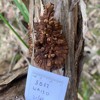 A golden brown, velvety fungus with many finger-like protrusions growing on the peeling grey bark of a tree. Beneath the fungus is a paper label with shorthand field notes. Bushland is visible in the background.