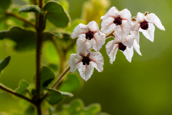 Flowers blooming on green backdrop