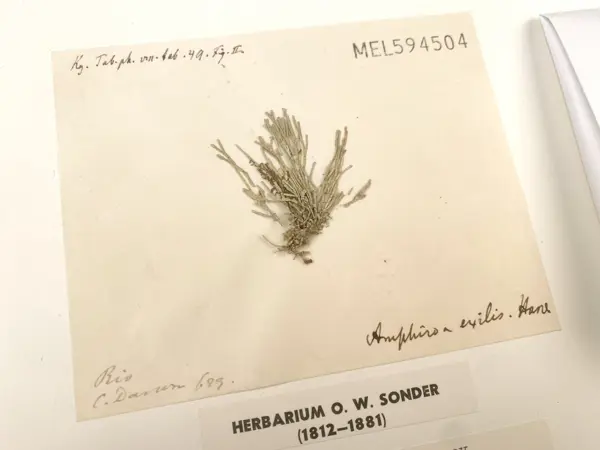 A small green-grey specimen is attached to a small piece of discoloured card which is, in turn, affixed to a larger white card. It has a branching, slightly tufted form, and some parts have broken away from the main specimen but remain attached to the card. Various brief handwritten and printed annotations appear in each corner of the smaller card.