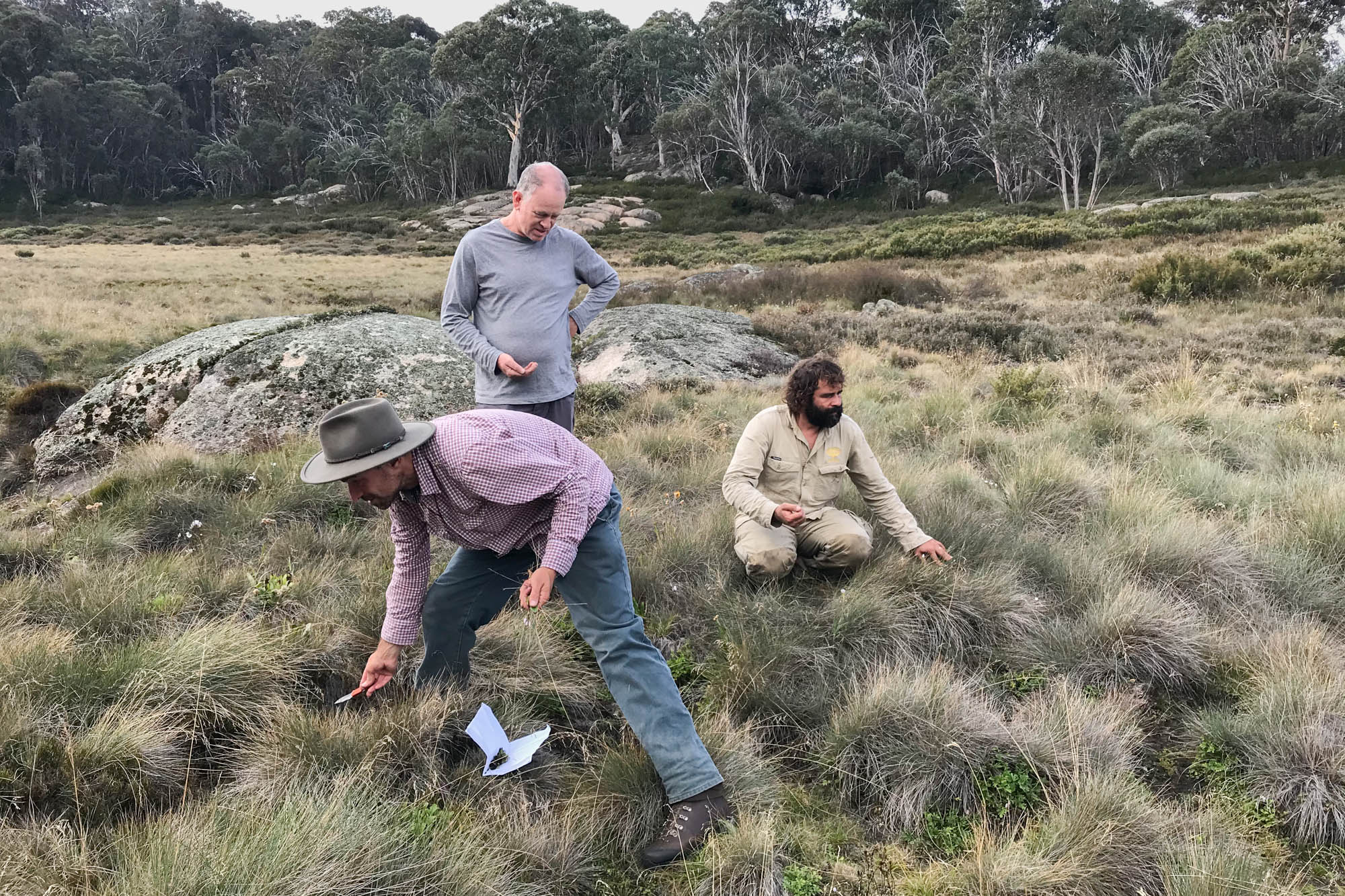 Seed collecting on Mt Buffalo National park (in photo L to R: Andre Messina, Sturt Gibbs, Mathieu Lascostes)