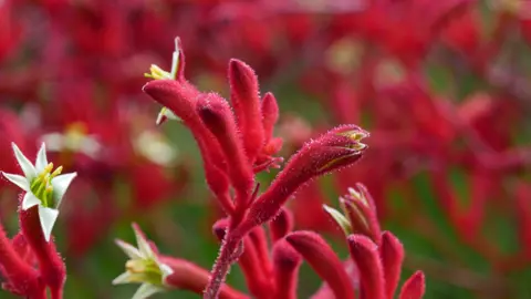 Anigozanthos 'Big Red'