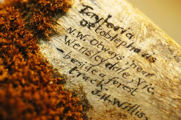 A close-up of dark orange moss on a piece of animal bone. The species name, collecting locality and collector have been neatly handwritten directly on the bone.